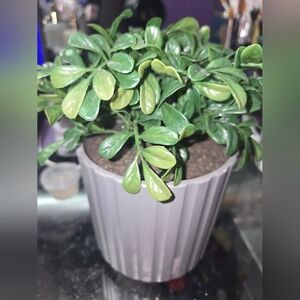 Lifelines Boxwood Rechargable Plant Diffuser